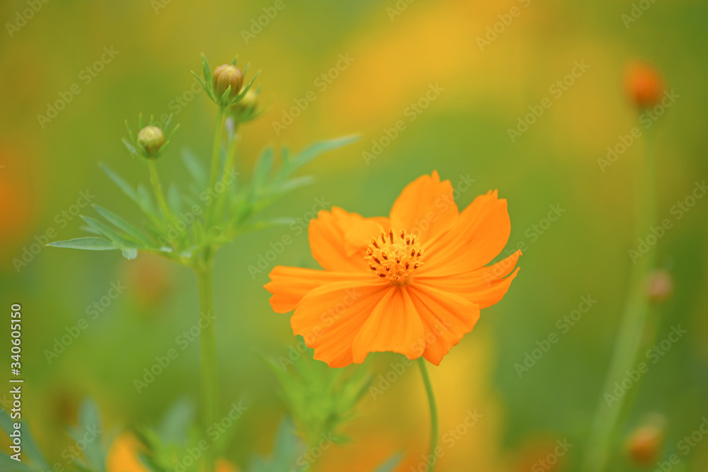 Yellow cosmos flower field Lop Buri Thailand Yellow cosmos flower field Lop Buri Thailand