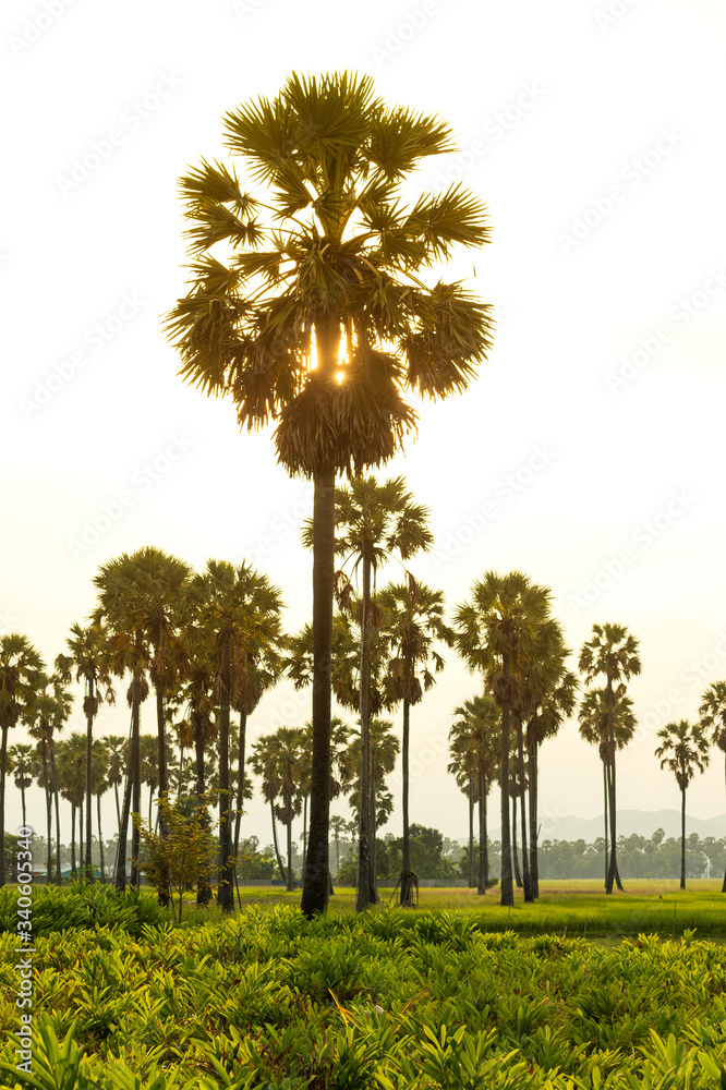 The sugar palm in the middle of the green rice field The sugar palm in the middle of the green rice field