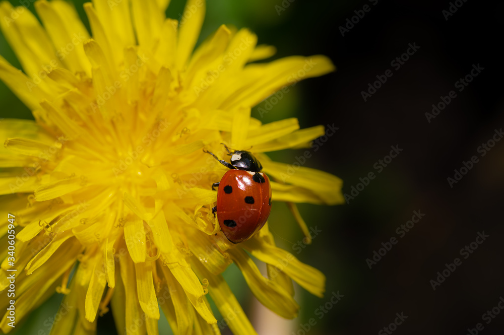 Marienkäfer_Coccinellidae_gewöhnliche Löwenzahn Marienkäfer_Coccinellidae_gewöhnliche Löwenzahn