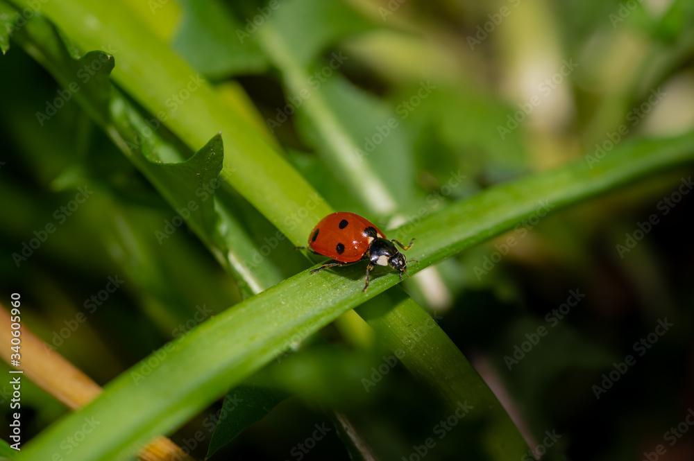 Marienkäfer_Coccinellidae Marienkäfer_Coccinellidae