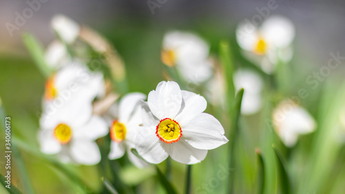 White daffodils (narcissus poeticus) close up. Selective focus, blurred background. photo