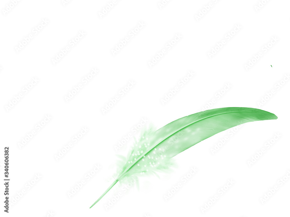 Beautiful color feather isolated on white background Beautiful color feather isolated on white background