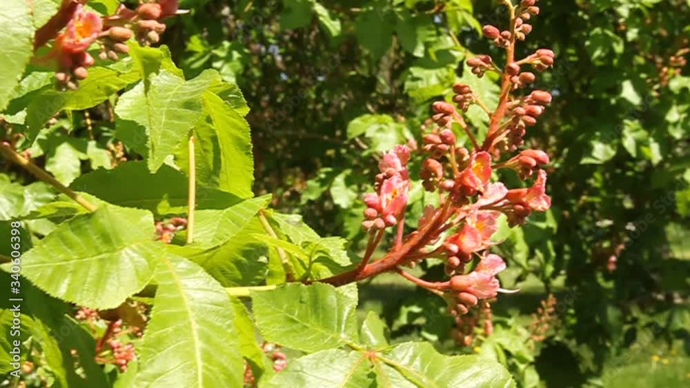 Horse chestnut spring leaves pink flower bud blooming Horse chestnut spring leaves pink flower bud blooming