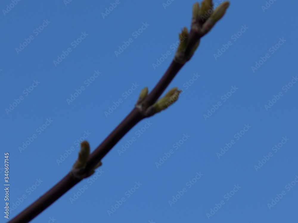 Sunny spring day. Leaves bloom on the branches of plants. Sunny spring day. Leaves bloom on the branches of plants.