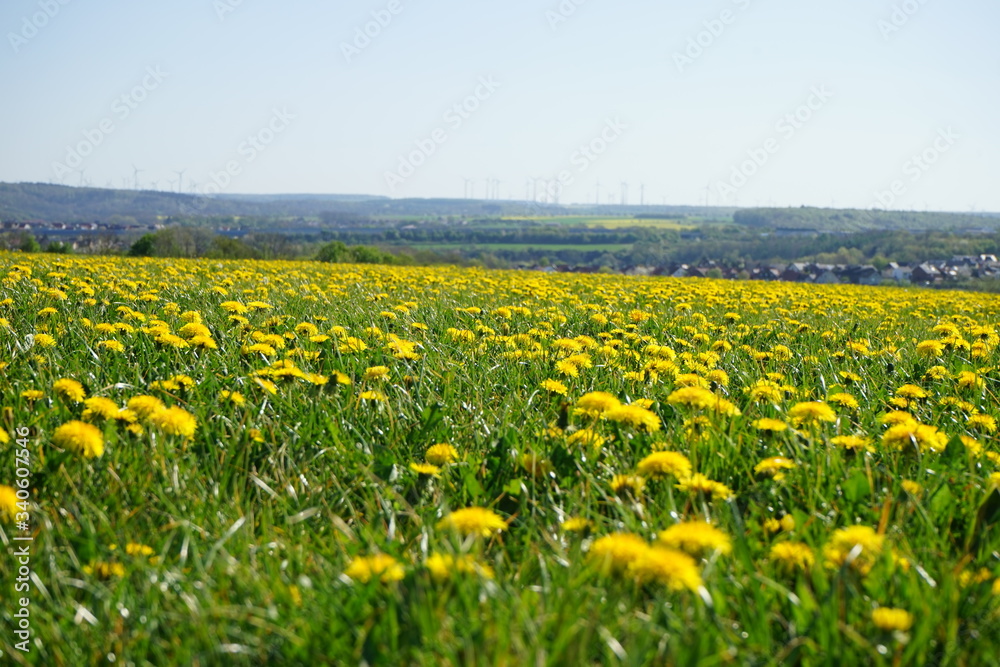 Wiese mit gelben Löwenzahn Blüten, im Hintergrund Täler, Hügel und Dörfer