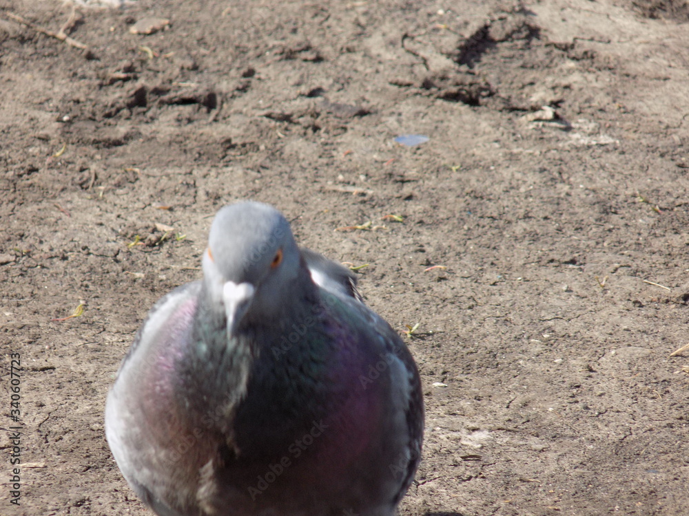 Fototapeta premium Sunny day. Pigeons on a walk.