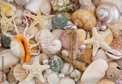Seashells, starfishes, sea urchin, seahorse, pearls.