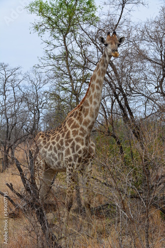 Giraffe im Kruger Nationalpark