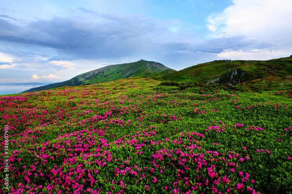 Beautiful view of blooming rhododendron in the mountains