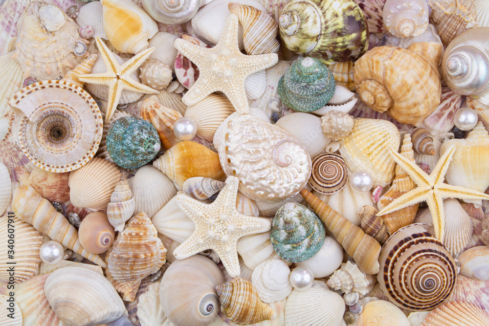Seashells background, lots of amazing seashells with pearls, coral and starfishes mixed