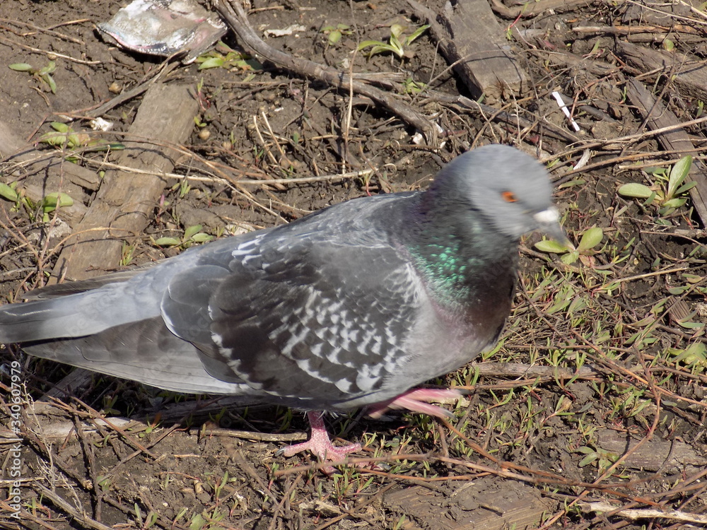 Fototapeta premium Sunny day. Pigeons on a walk.