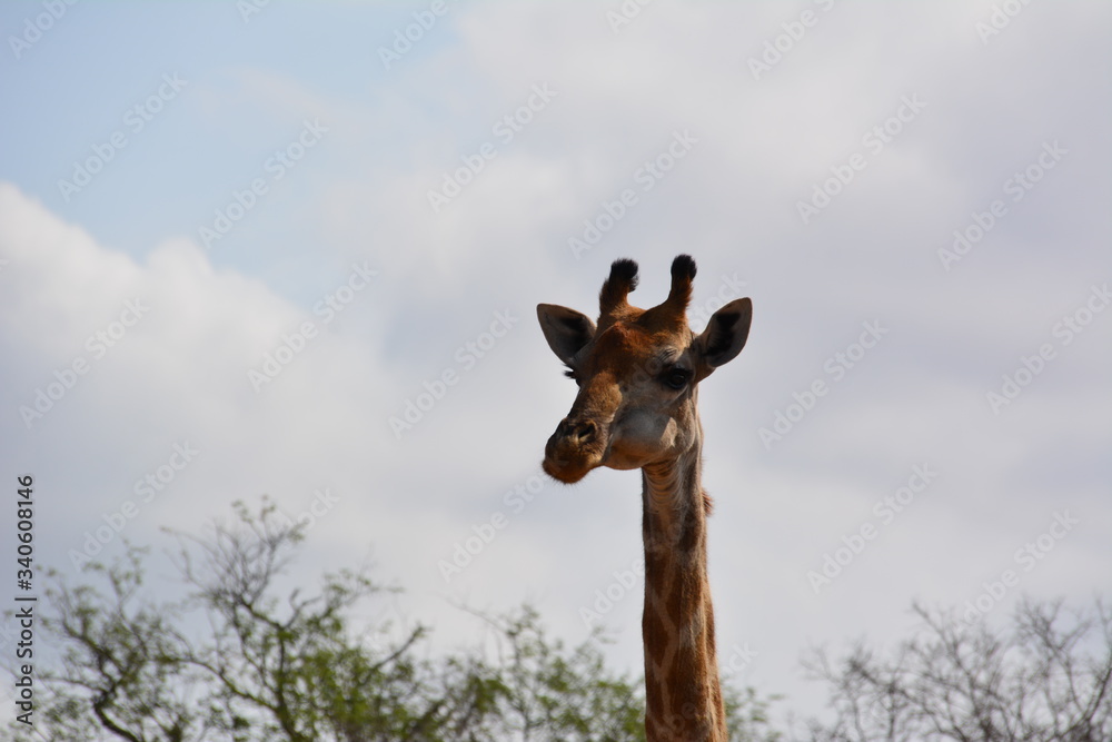 Giraffe im Kruger Nationalpark