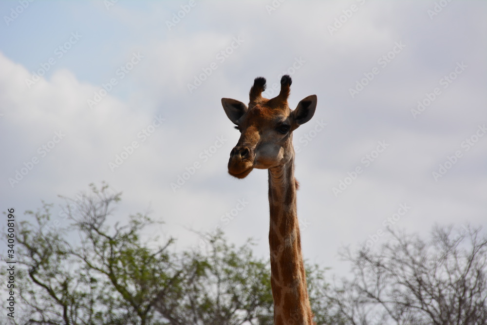 Giraffe im Kruger Nationalpark