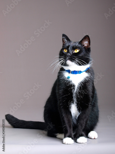 black and white cat