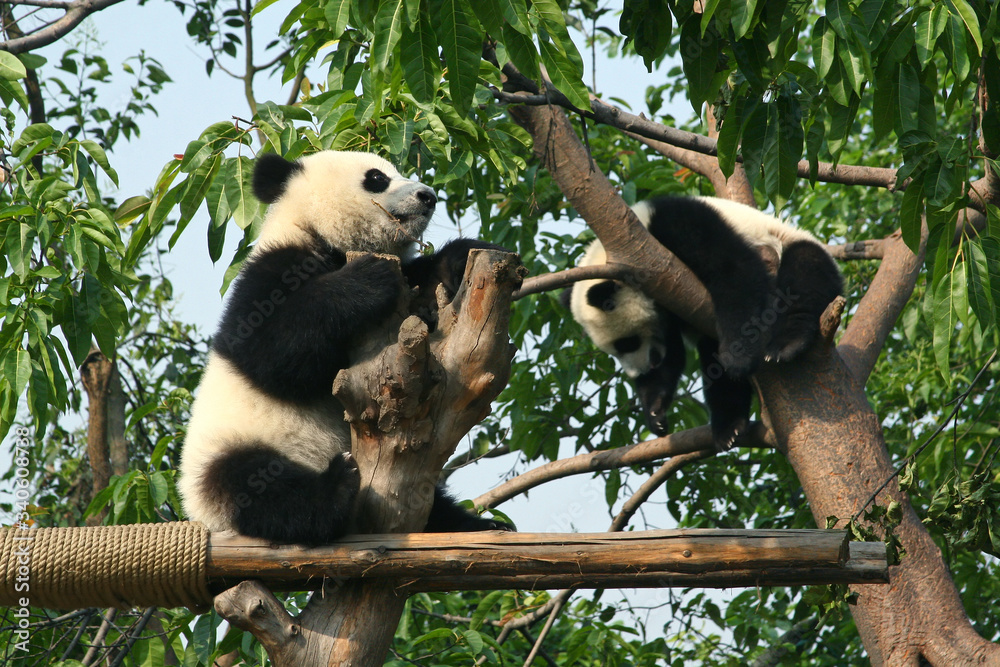 Obraz premium Playful giant panda cub in tree