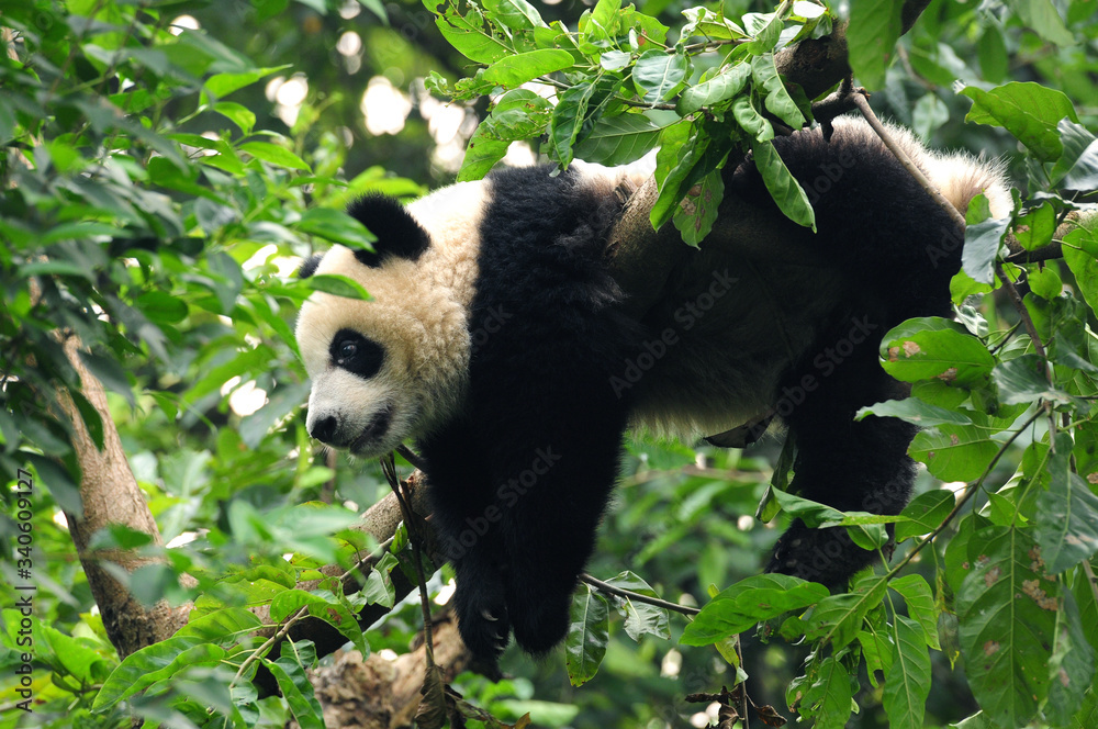 Obraz premium Giant panda bear climbing in tree