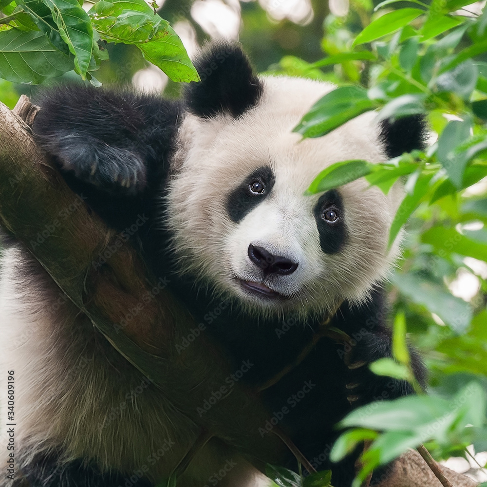 Obraz premium Giant panda bear climbing in tree