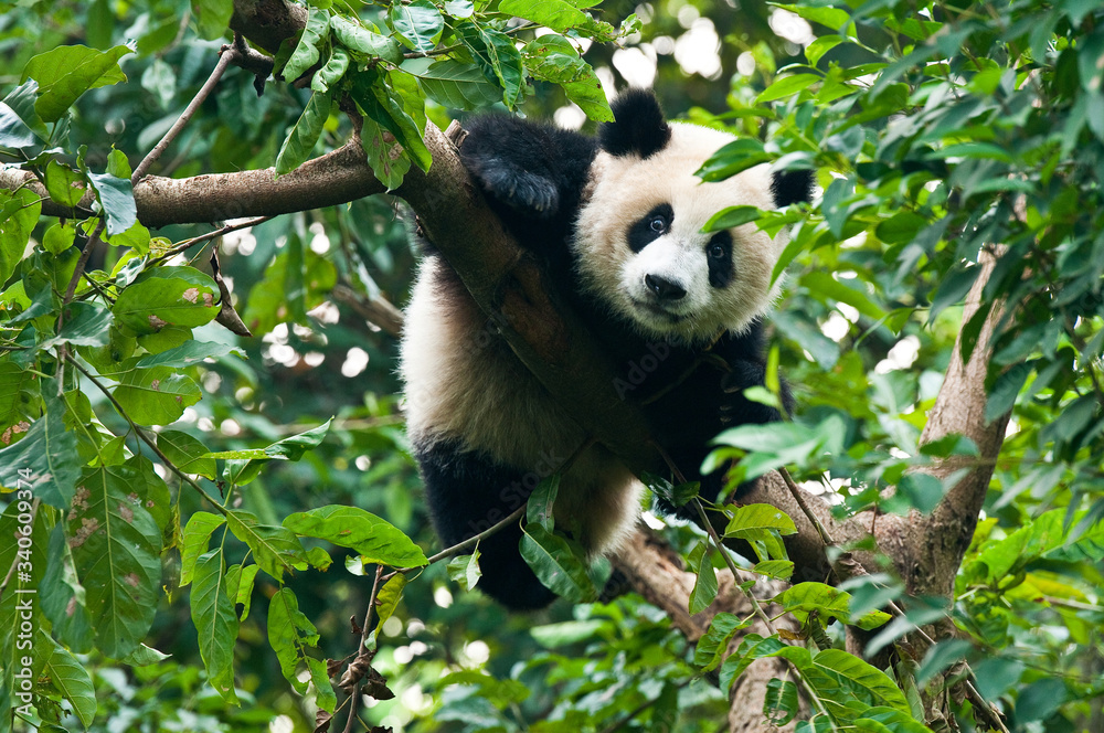 Obraz premium Giant panda bear climbing in tree