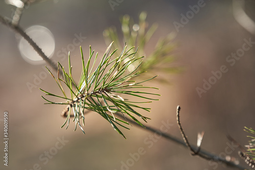 Pine twig on the background in a blur. A branch of a forest tree.