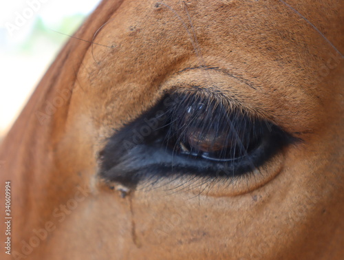 Close up view of the eye of a beautiful brown cow. 