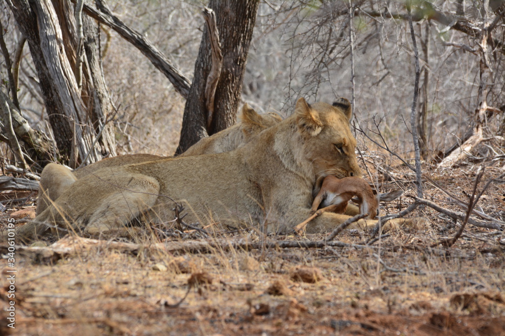 Fototapeta premium Löwe isst einen Steinbock - Kruger Nationalpark