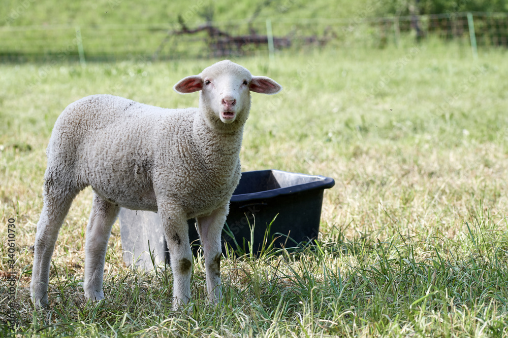 Obraz premium Cute white lamb with a funny facial expression standing in grass field looking at the camera