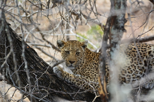 Leopard auf einem Baum - Kruger Nationalpark Südafrika