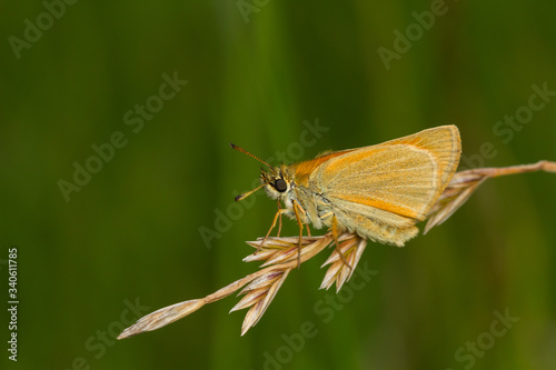 Little Skipper Butterfly, Thymelicus sylvestris, resting on a grass stem with a diffuse green background. 