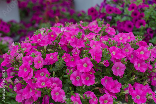 Spring outdoor dense colored morning glory，Ipmoea cairica photo