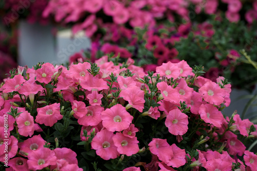 Spring outdoor dense colored morning glory，Ipmoea cairica photo