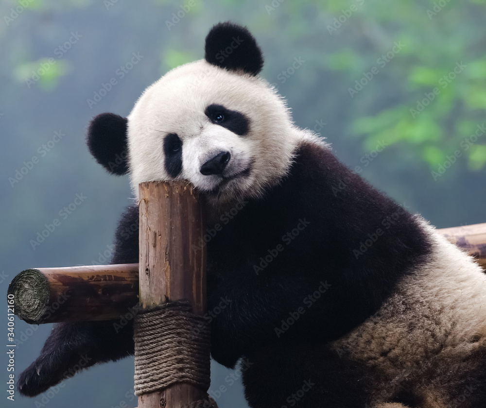 Obraz premium Słodki miś panda wielka pozuje do aparatu