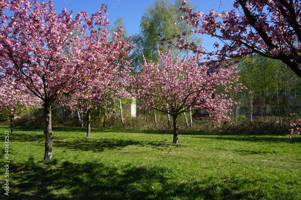 Kirschblütensaison am Berliner Mauerweg in Teltow Kirschblütensaison am Berliner Mauerweg in Teltow