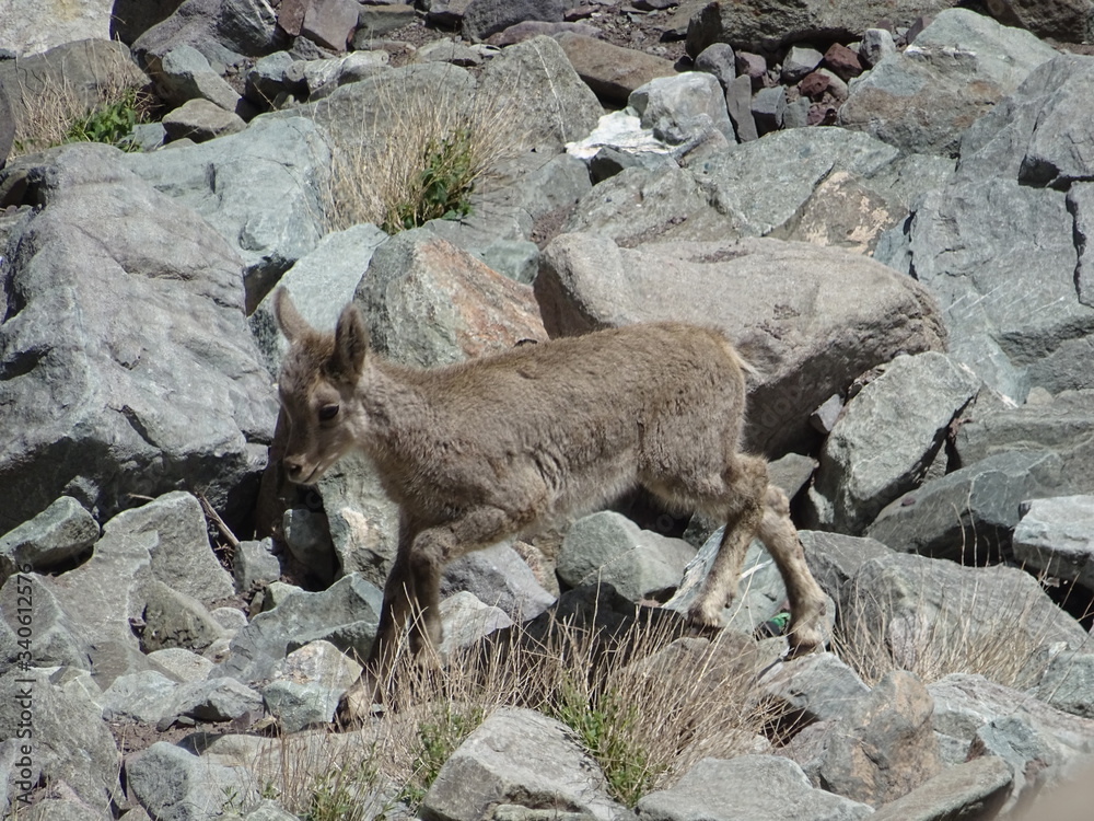 mountain goat baby mountain goat baby