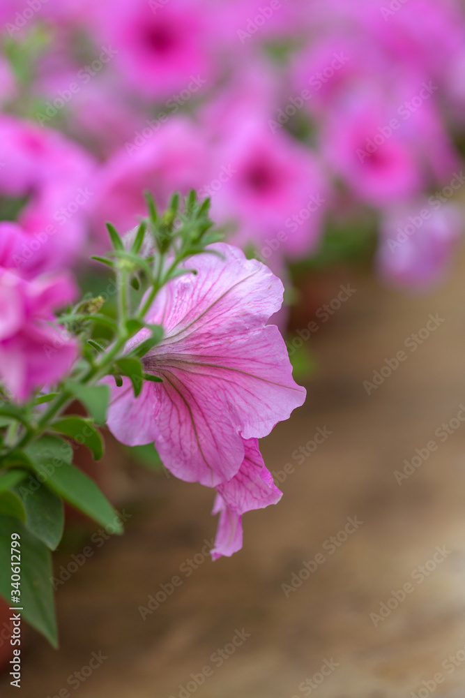 Fototapeta premium Spring outdoor dense colored morning glory，Ipmoea cairica