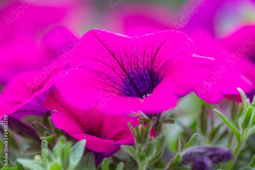 Spring outdoor dense colored morning glory，Ipmoea cairica photo