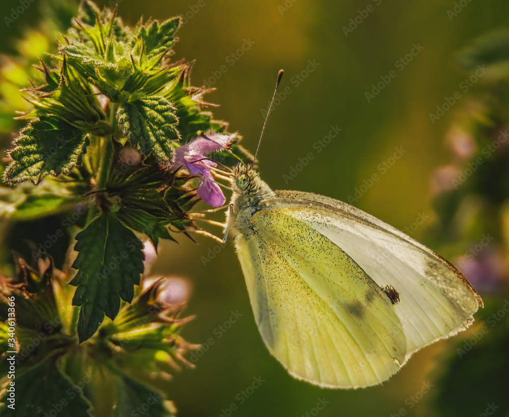 Schmetterling in der Abendsonne Schmetterling in der Abendsonne