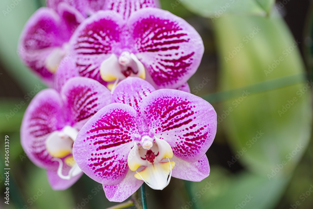 Obraz premium Orchid flower in orchid garden at winter or spring day for beauty and agriculture design. Phalaenopsis Orchidaceae