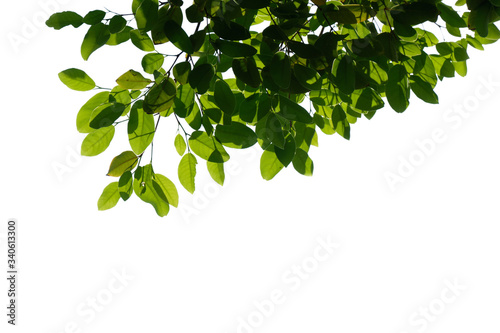 fresh tree branch isolated on white background