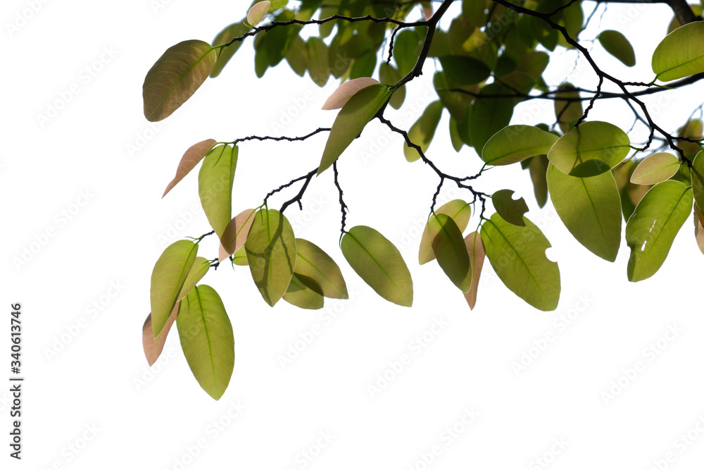 fresh tree branch isolated on white background fresh tree branch isolated on white background