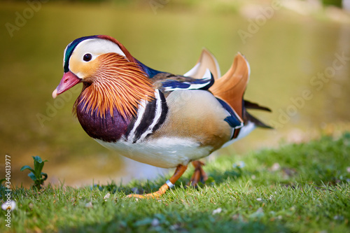 Mandarin duck walking and standing in the meadows on the gras near the pond
