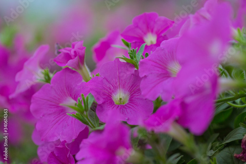 Spring outdoor dense colored morning glory，Ipmoea cairica