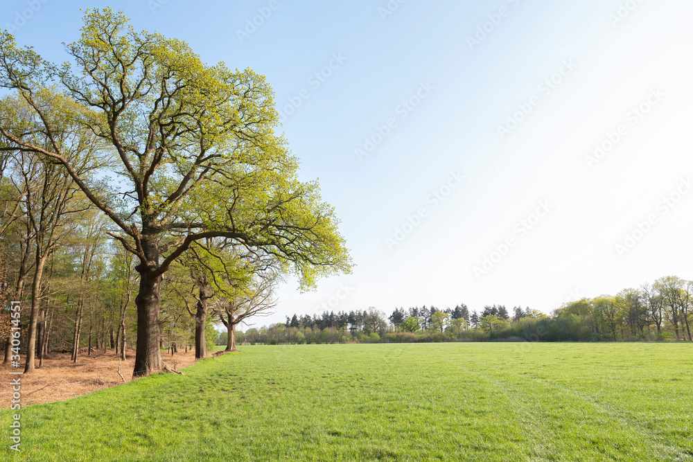 oak trees with fresh green spring leaves near meadow and blue sky in the netherlands