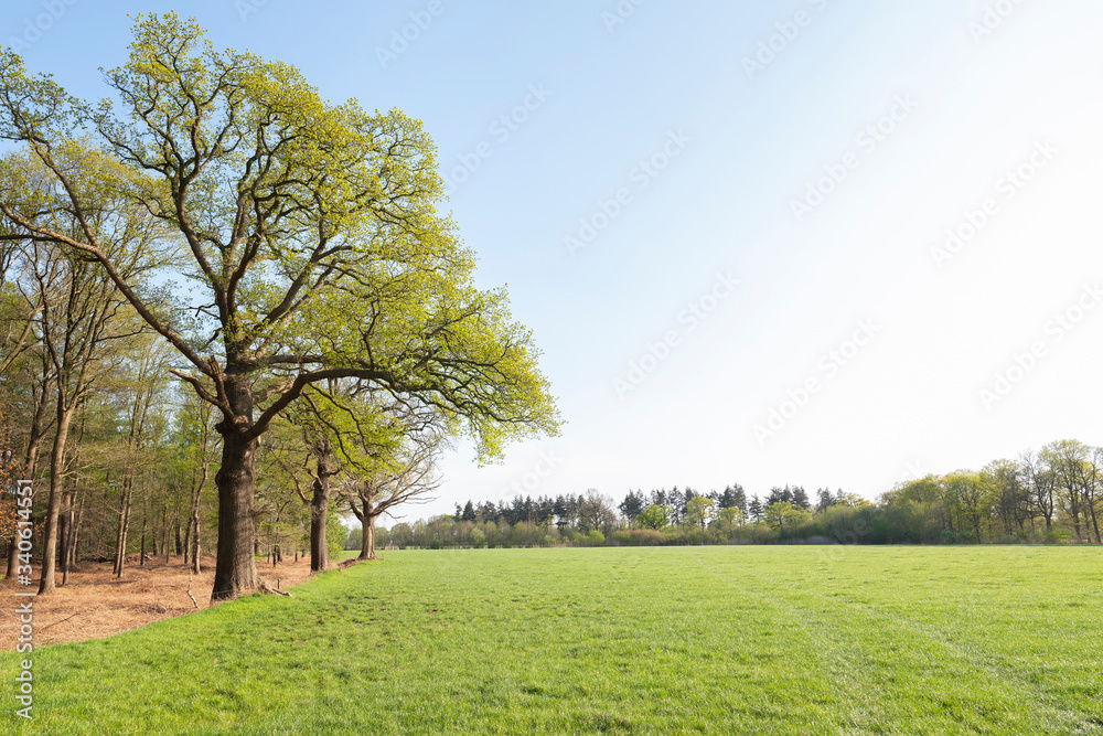 oak trees with fresh green spring leaves near meadow and blue sky in the netherlands oak trees with fresh green spring leaves near meadow and blue sky in the netherlands