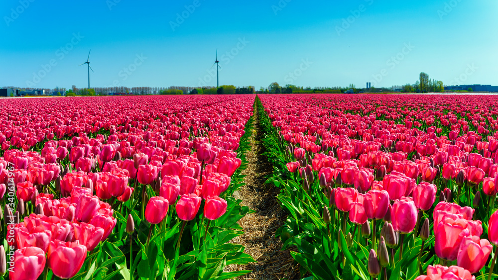 Dutch landscape with wind turbines and flower bed with field of red tulips