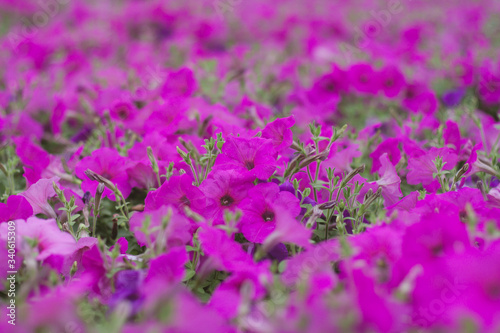 Spring outdoor dense colored morning glory，Ipmoea cairica