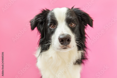 Funny studio portrait of cute smilling puppy dog border collie isolated on pink background. New lovely member of family little dog gazing and waiting for reward. Pet care and animals concept