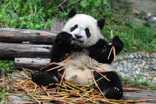 Fototapeta Naklejka Na Ścianę i Meble -  Young giant panda bear enjoys eating bamboo