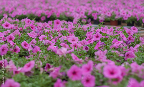 Wallpaper Mural Spring outdoor dense colored morning glory，Ipmoea cairica Torontodigital.ca
