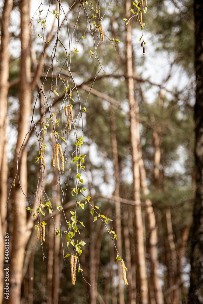 spring spring