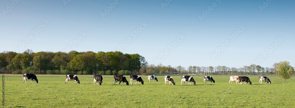 Obraz premium black and white cows in spring green grassy meadow near amersfoort in holland